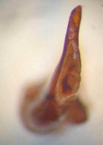 Réf. 111 016 : Cryptophonus melancholicus reichei