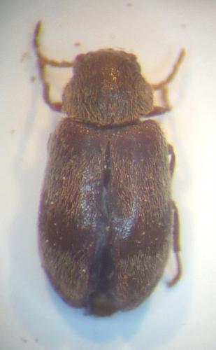 Réf. 111 954 : Ochina ptinoides