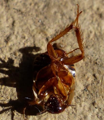 Loboptera canariensis