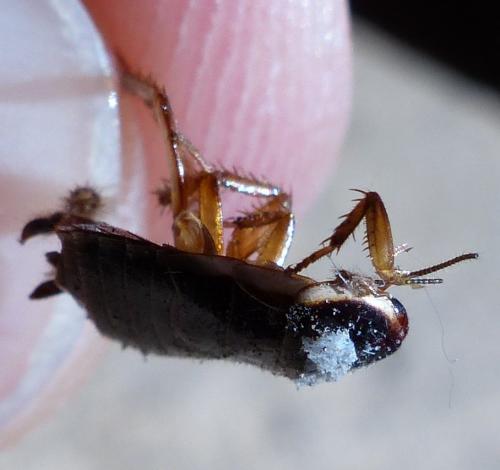 Loboptera canariensis