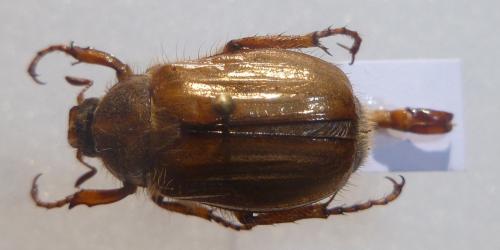 Amphimallon solstitiale