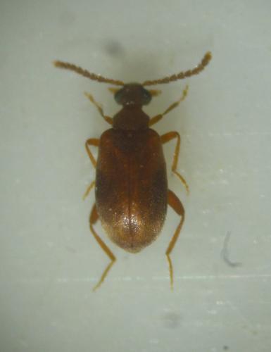 Aderus populneus