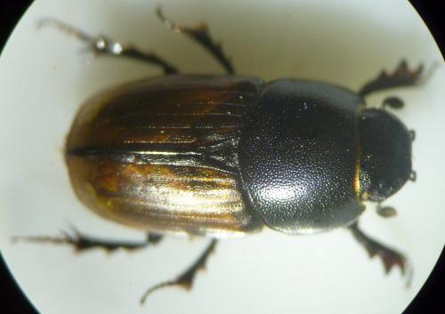 Colobopterus erraticus