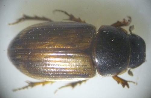 Réf. 111 209 : Melinopterus sphacelatus