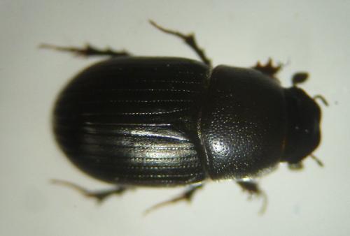 Réf. 111 338 : Agrilinus ater