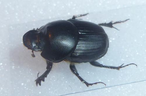 Onthophagus taurus