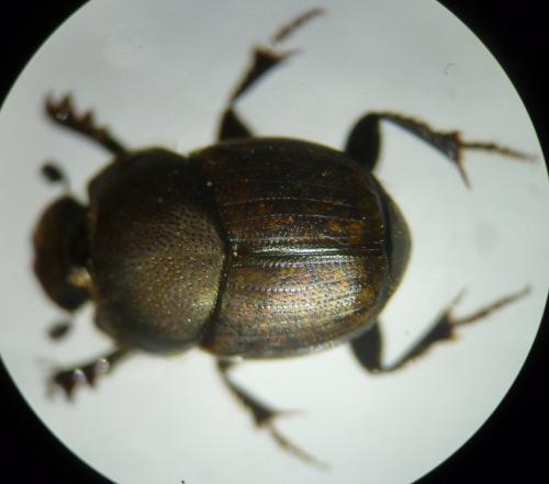 Onthophagus fracticornis