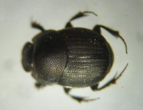 Réf. 111 551 : Onthophagus ovatus