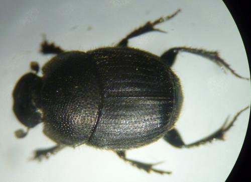 Onthophagus joannae