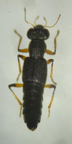 Stenus similis