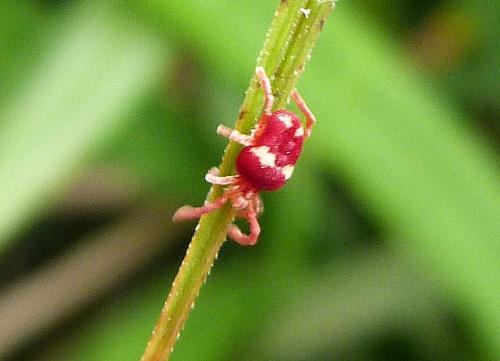 Réf. 111 834 : Paratrombium quadrimaculatum