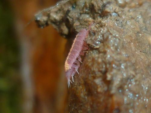 Androniscus dentiger