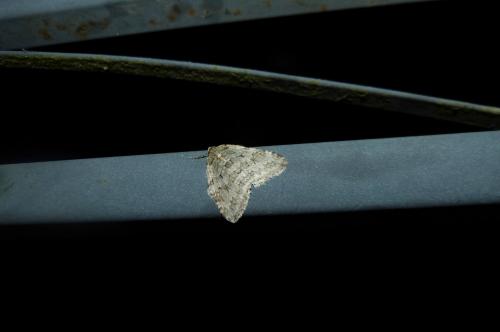 Epirrita sp.
