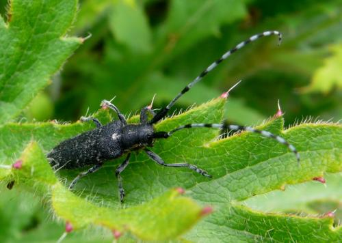 Réf. 111 956 : Agapanthia villosoviridescens
