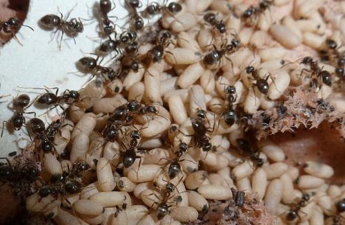 Lasius sp.