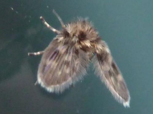 Réf. 111 023 : Pericoma sp.