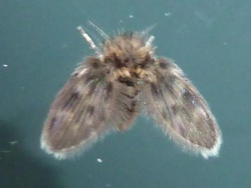 Pericoma sp.