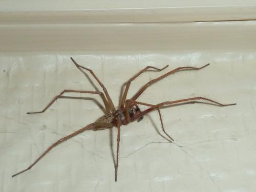 Tegenaria sp.