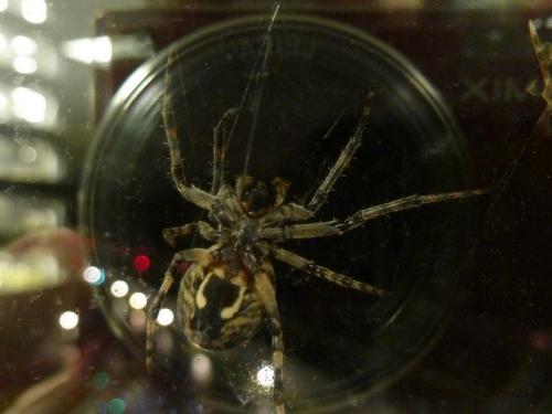 Larinioides sclopetarius