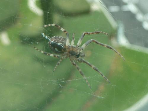 Réf. 111 733 : Larinioides sclopetarius
