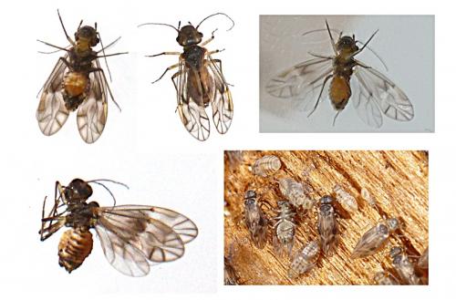 Réf. 111 546 : Peripsocus milleri
