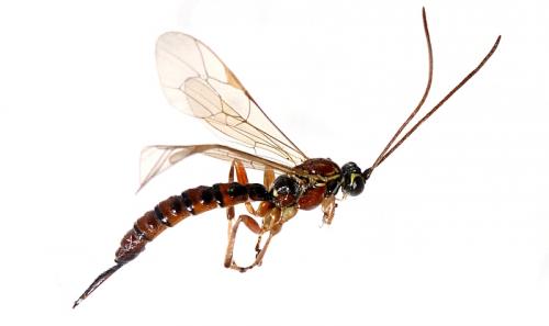 Réf. 111 699 : Tromatobia lineatoria