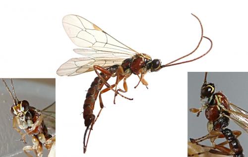 Réf. 111 698 : Tromatobia lineatoria