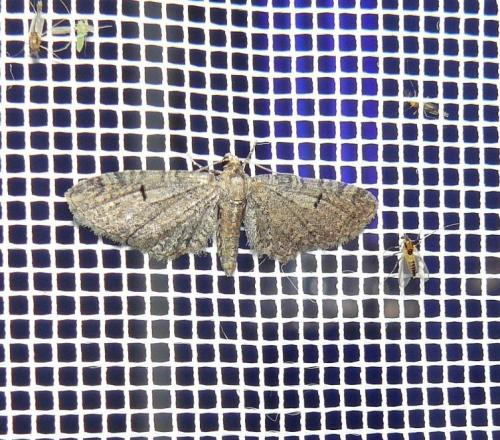 Eupithecia sp.