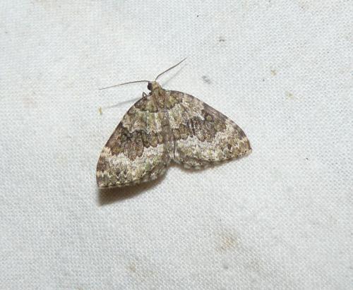 Réf. 111 118 : Colostygia olivata