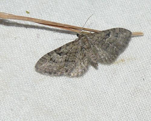 Réf. 111 808 : Eupithecia pusillata