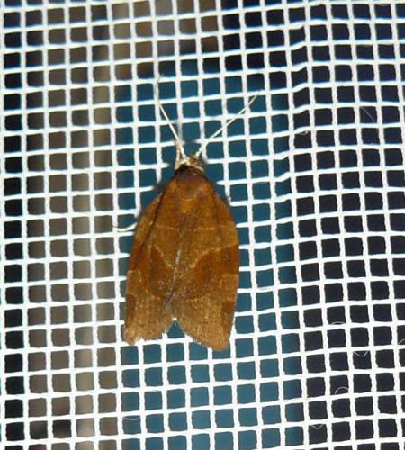 Pandemis cinnamomeana