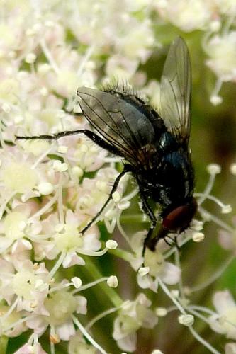 Réf. 111 221 : Morellia sp.