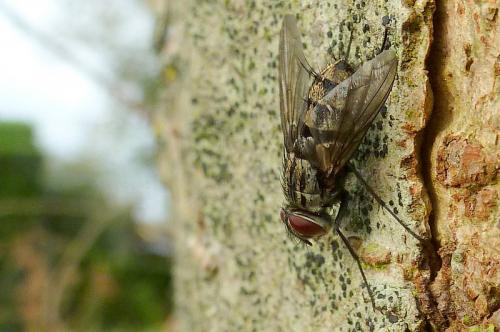 Nemorilla sp.
