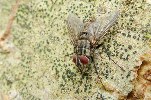 Réf. 111 461 : Nemorilla sp.