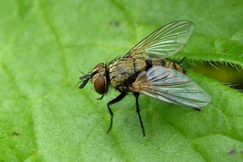Bactromyia aurulenta