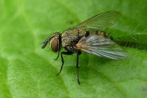 Bactromyia aurulenta