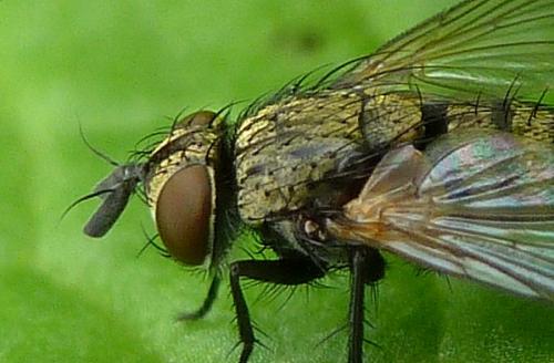 Bactromyia aurulenta