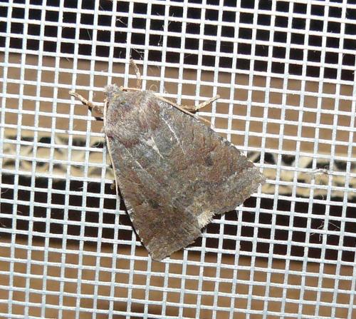 Réf. 111 553 : Conistra ligula