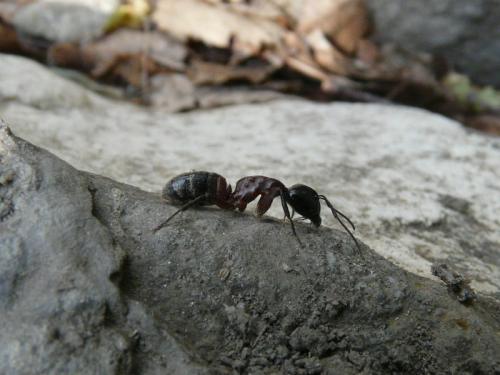Réf. 111 542 : Camponotus ligniperda