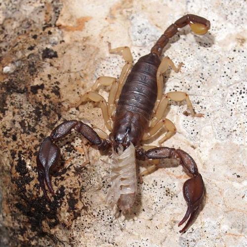Euscorpius flavicaudis