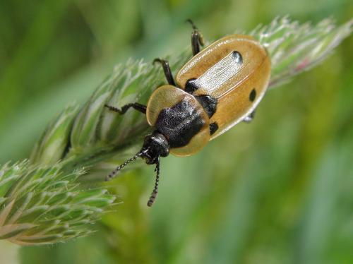 Dendroxena quadrimaculata