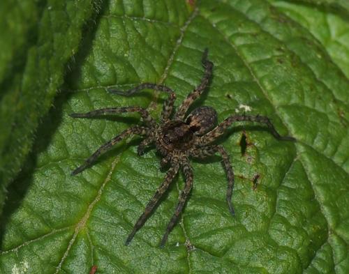 Pardosa sp.