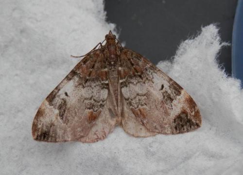 Dysstroma sp.