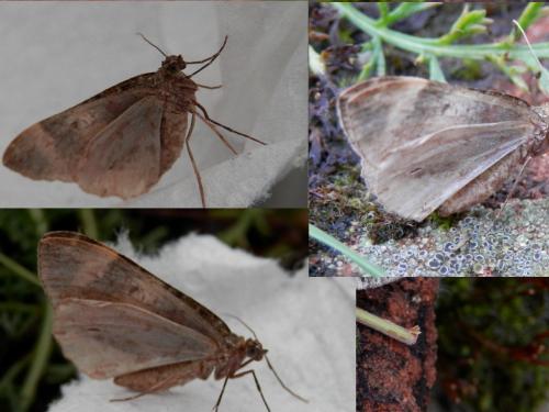Réf. 111 078 : Dysstroma sp.