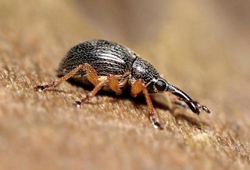 Pseudapion rufirostre