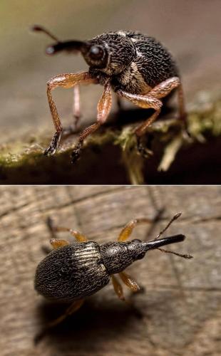 Pseudapion rufirostre