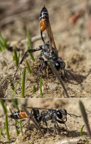 Prionyx kirbii