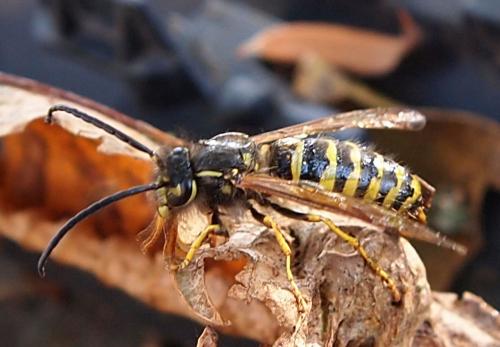 Réf. 111 339 : Vespula sp.