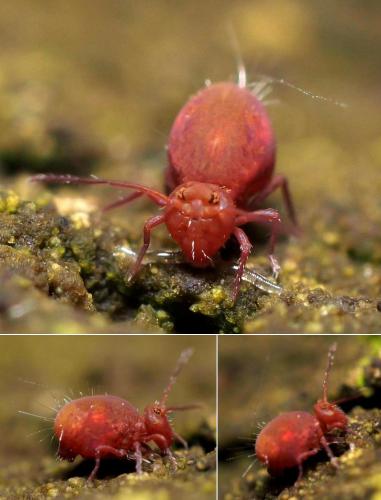 Calvatomina rufescens