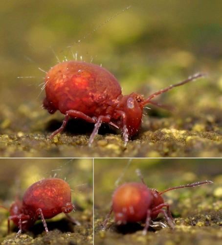 Calvatomina rufescens